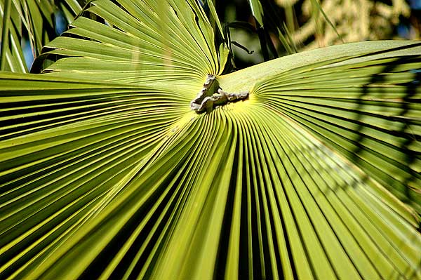 Palm Frond Geometry